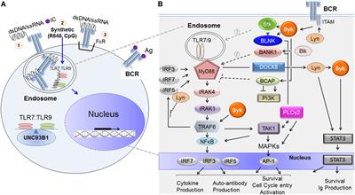 Frontiers | TLR7/TLR9- And B Cell Receptor-Signaling Crosstalk ...